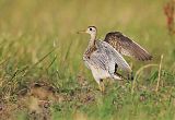 Upland Sandpiper